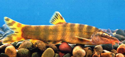 Sinibotia superciliaris